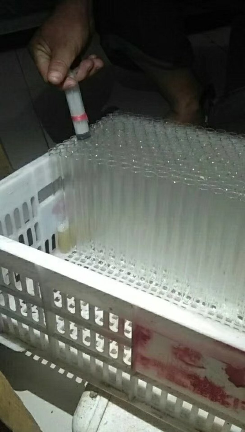 羊肚菌母种