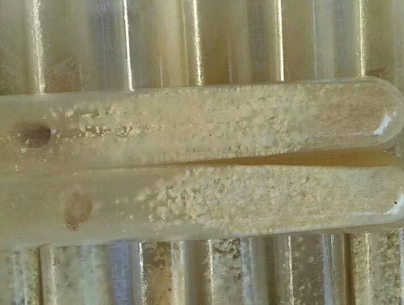 羊肚菌母种