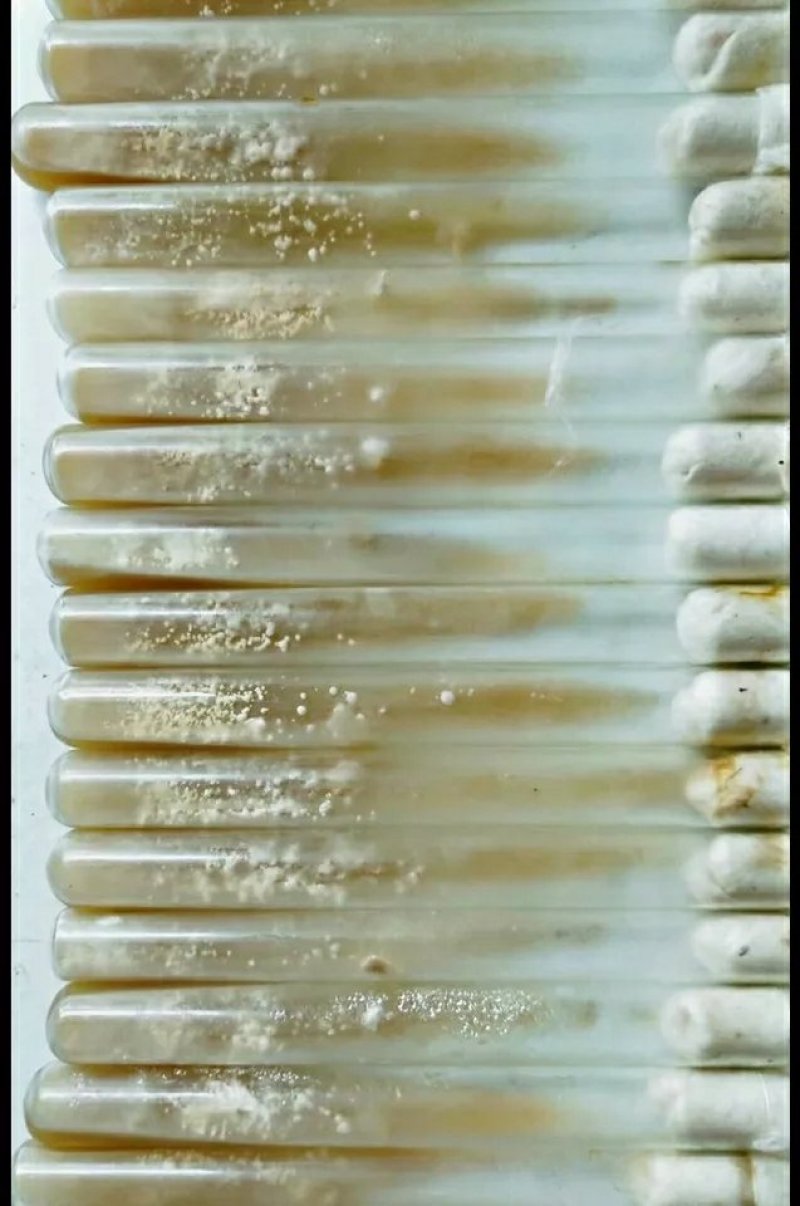 羊肚菌母种