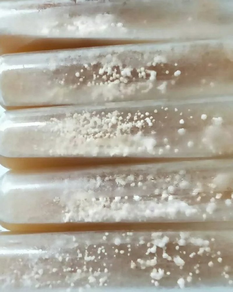 羊肚菌母种