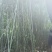 水竹苦竹大量批发价格可商量