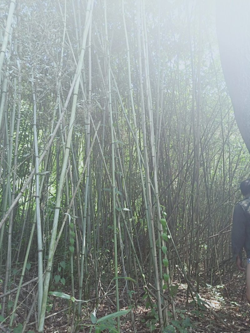 水竹苦竹大量批发价格可商量