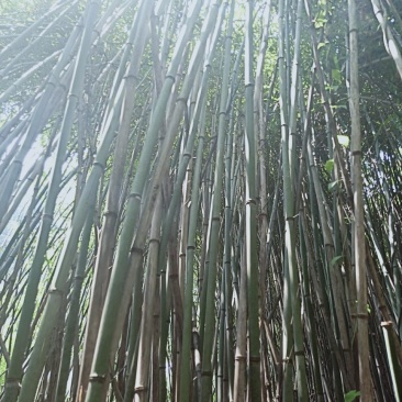 水竹苦竹大量批发价格可商量