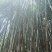 水竹苦竹大量批发价格可商量