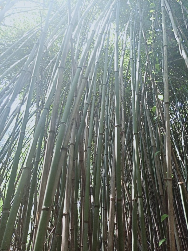 水竹苦竹大量批发价格可商量