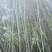 水竹苦竹大量批发价格可商量