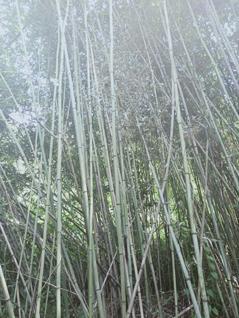 水竹苦竹大量批发价格可商量