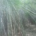 水竹苦竹大量批发价格可商量