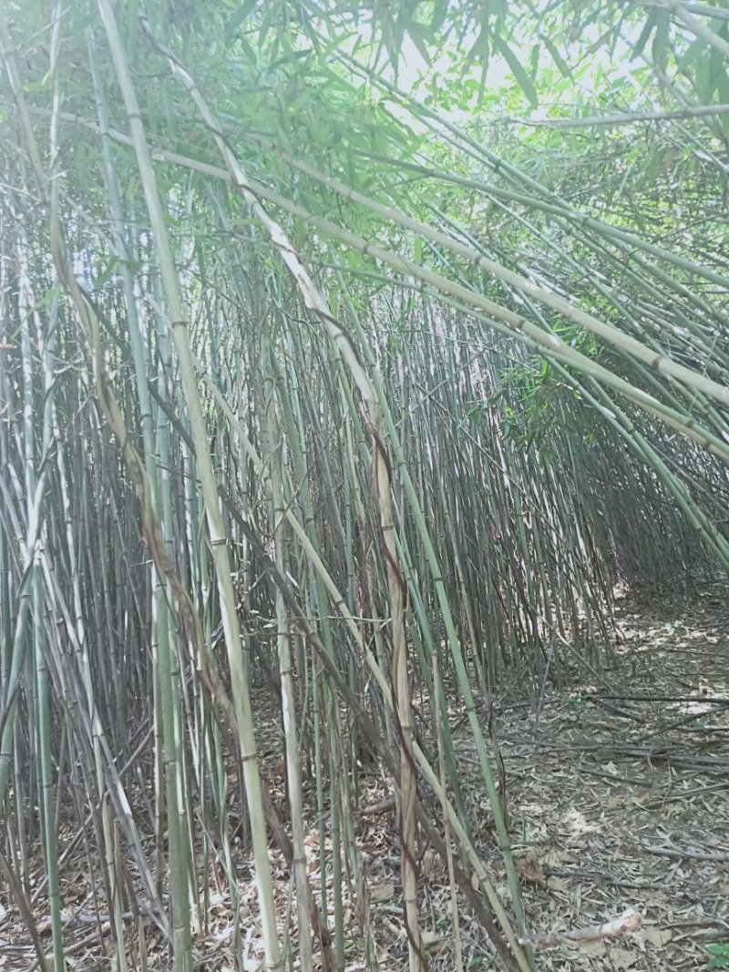 水竹苦竹大量批发价格可商量