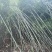 水竹苦竹大量批发价格可商量