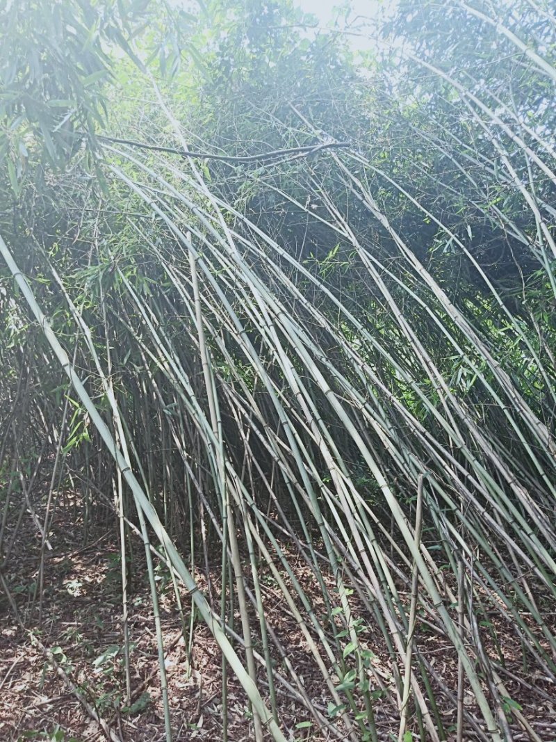 水竹苦竹大量批发价格可商量