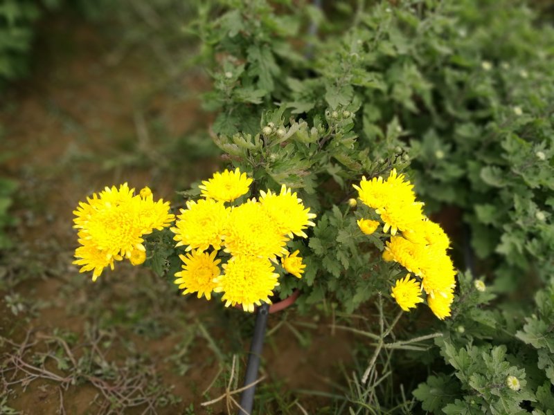 菊花