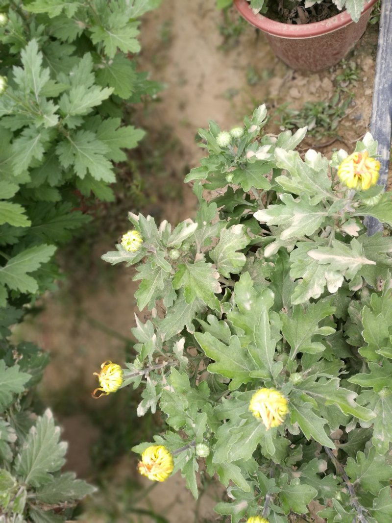 菊花