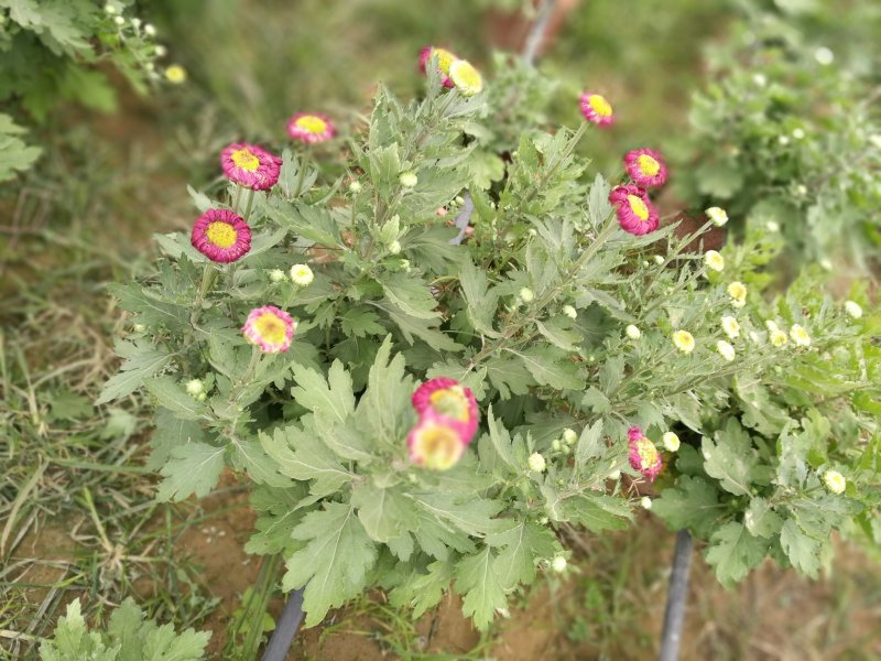 菊花