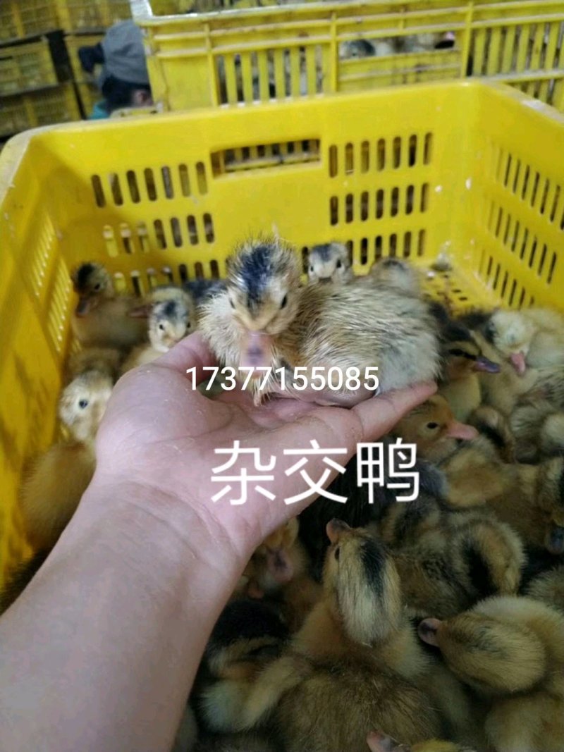 优质鸡鸭鹅苗供应