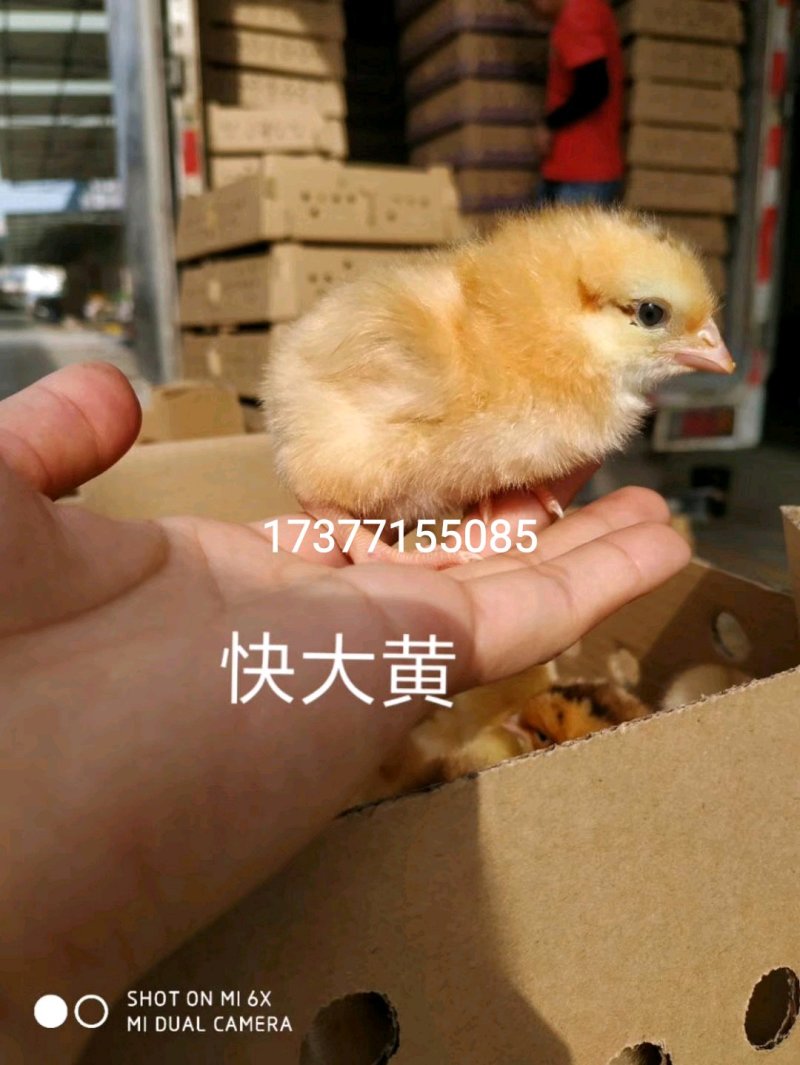 优质鸡鸭鹅苗供应