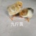 优质鸡鸭鹅苗供应