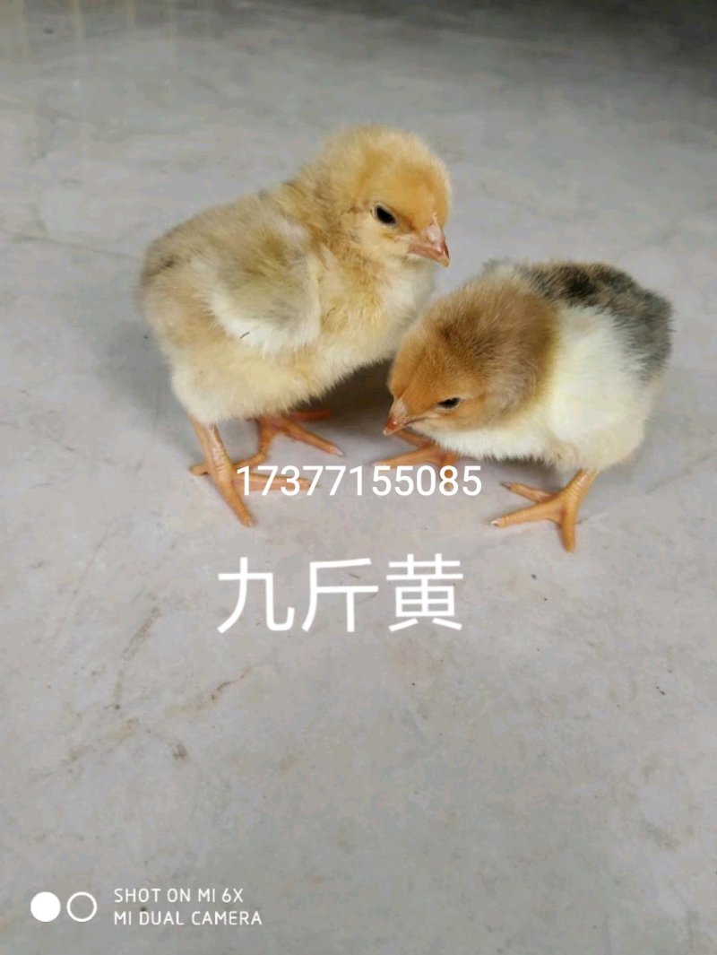 优质鸡鸭鹅苗供应