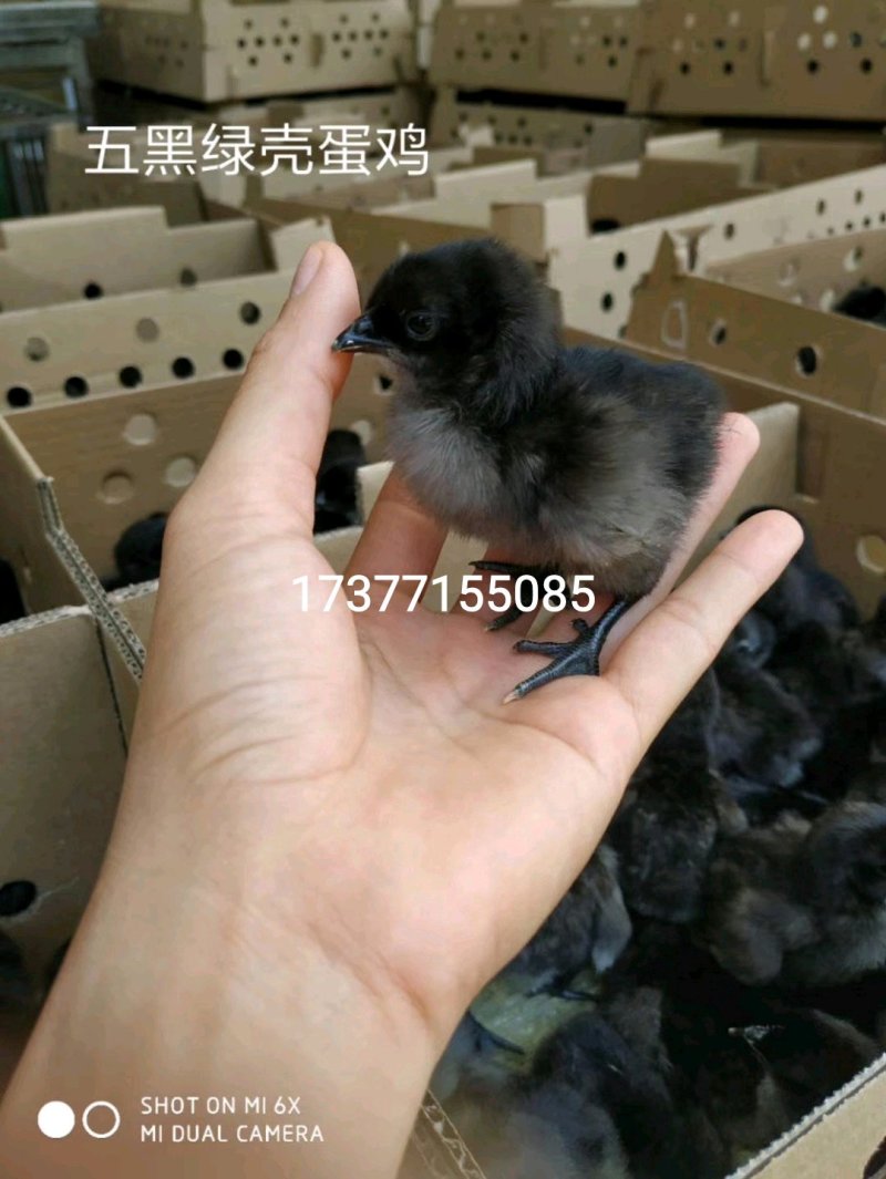 优质鸡鸭鹅苗供应
