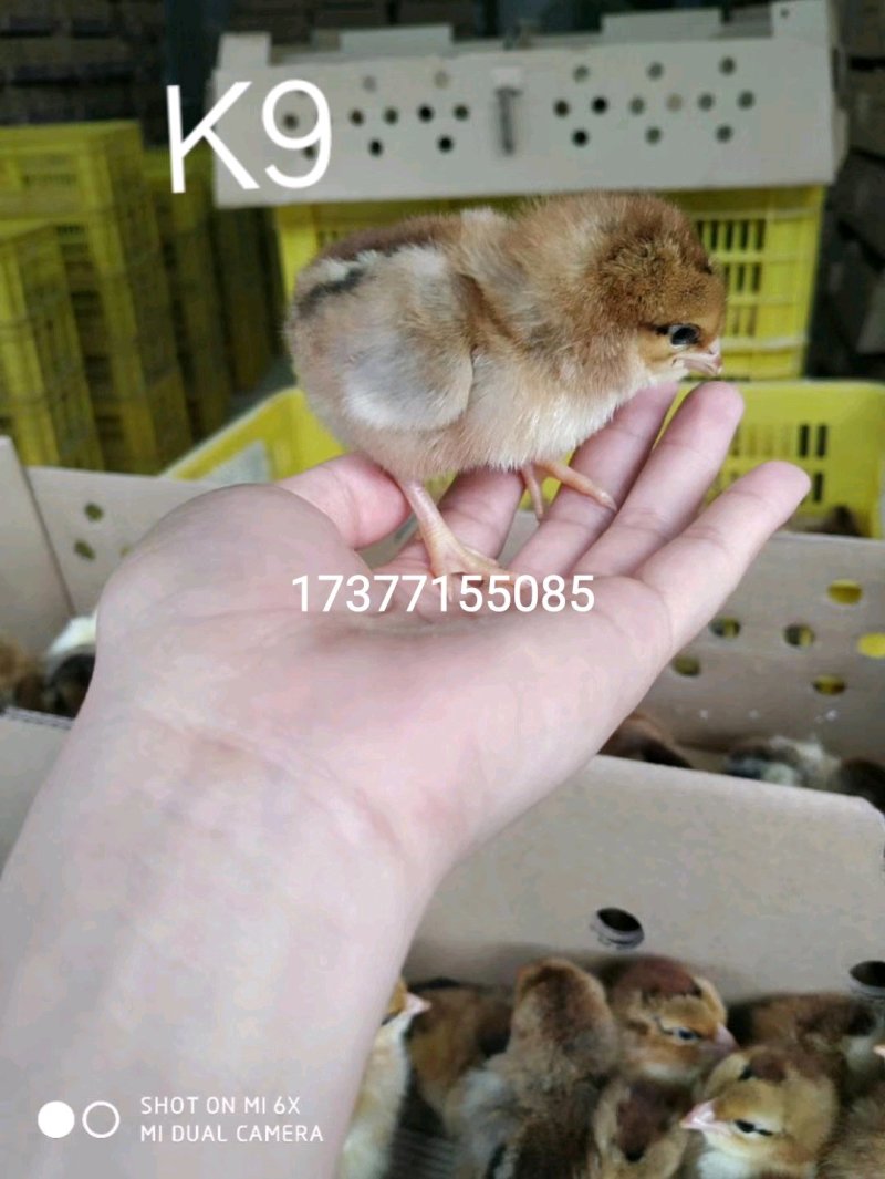 优质鸡鸭鹅苗供应