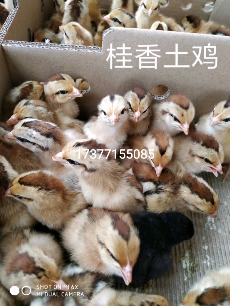 优质鸡鸭鹅苗供应