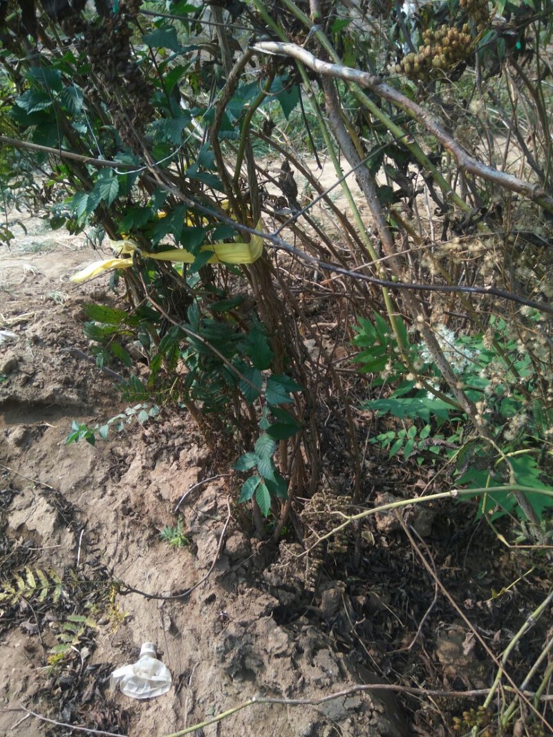 珍珠梅