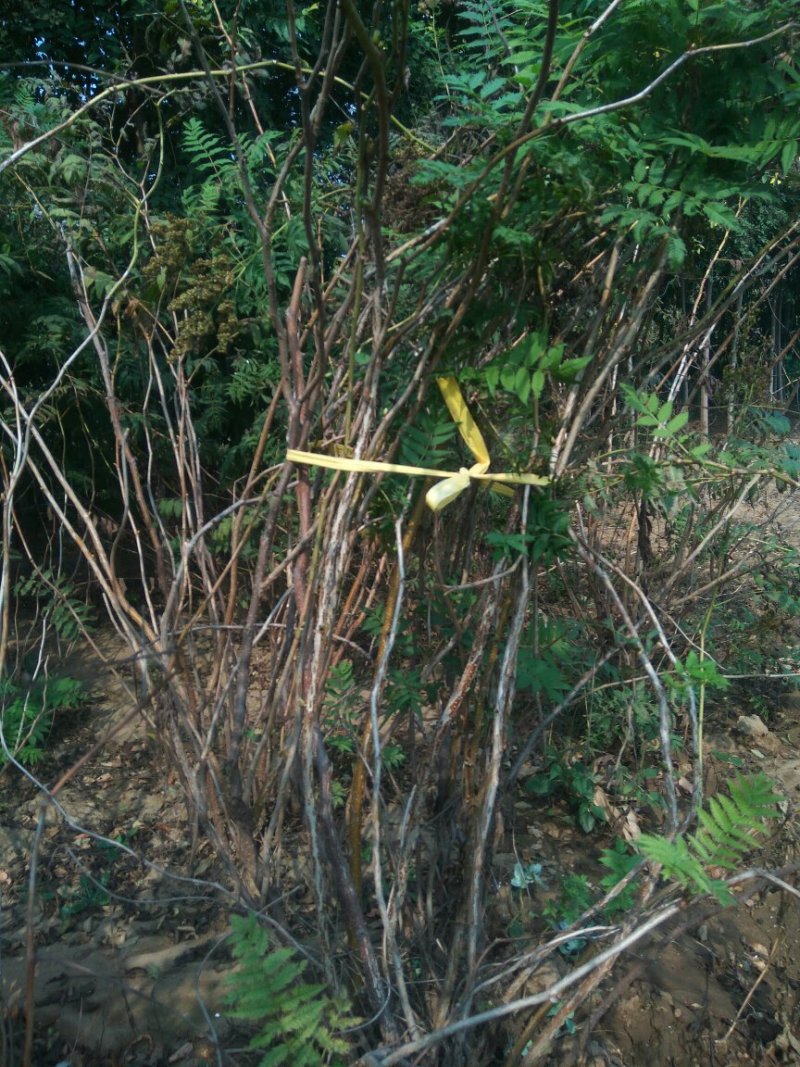 珍珠梅