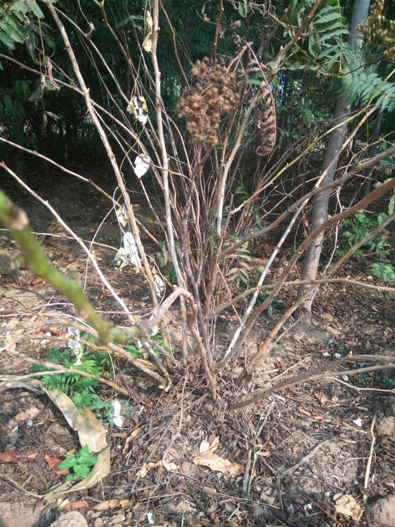 珍珠梅