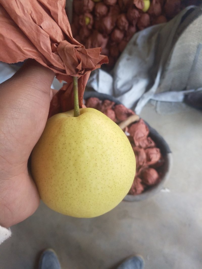 长把梨