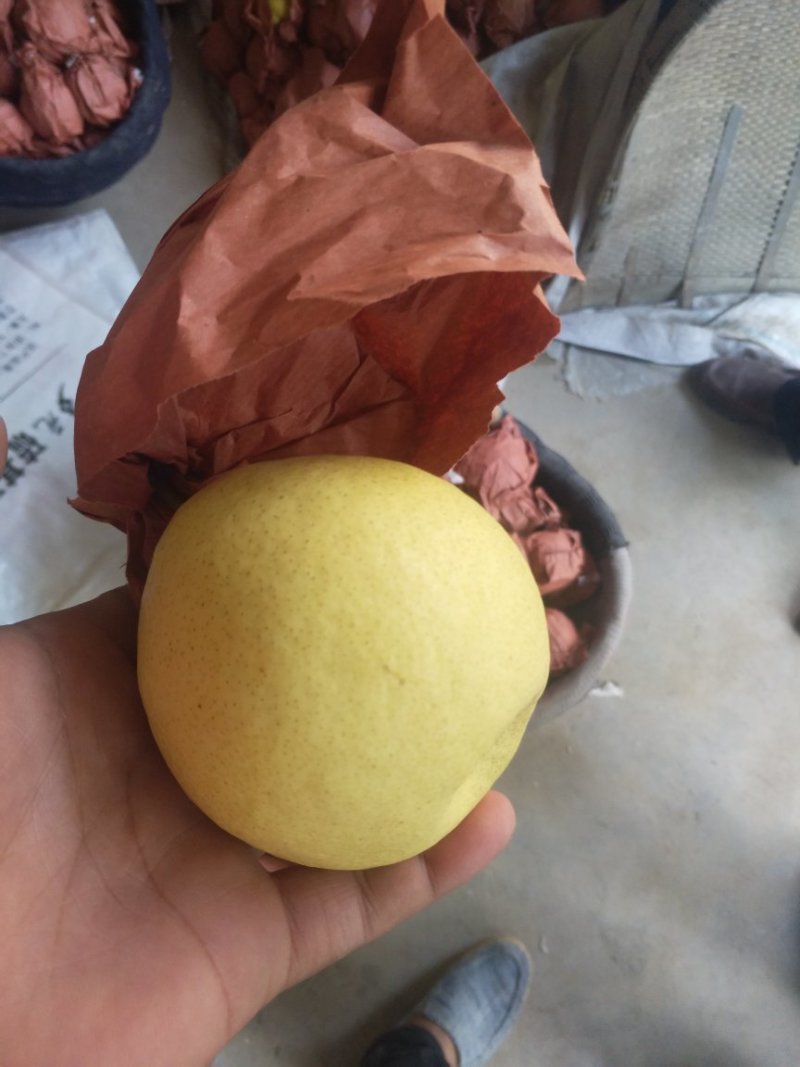 长把梨