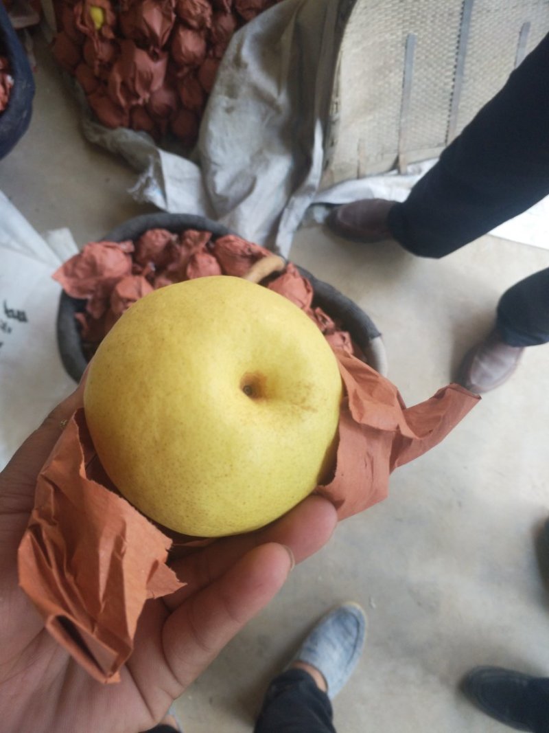 长把梨