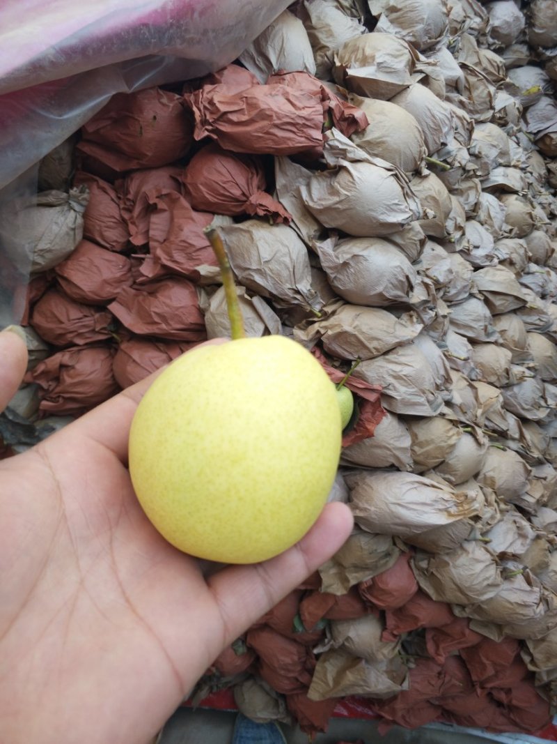 长把梨