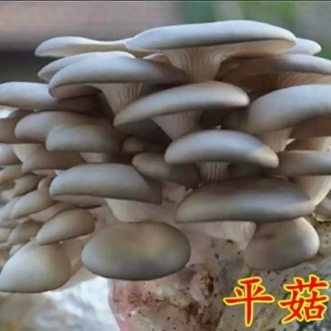 平菇菌棒肉厚产量高