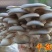 平菇菌棒肉厚产量高