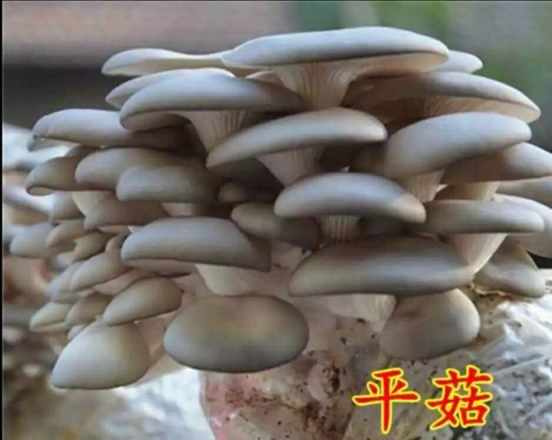 平菇菌棒肉厚产量高