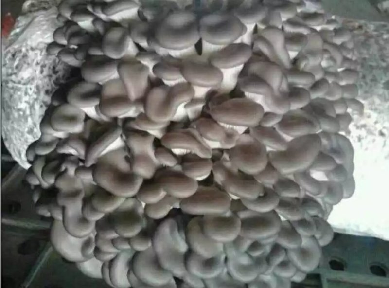 平菇菌棒肉厚产量高