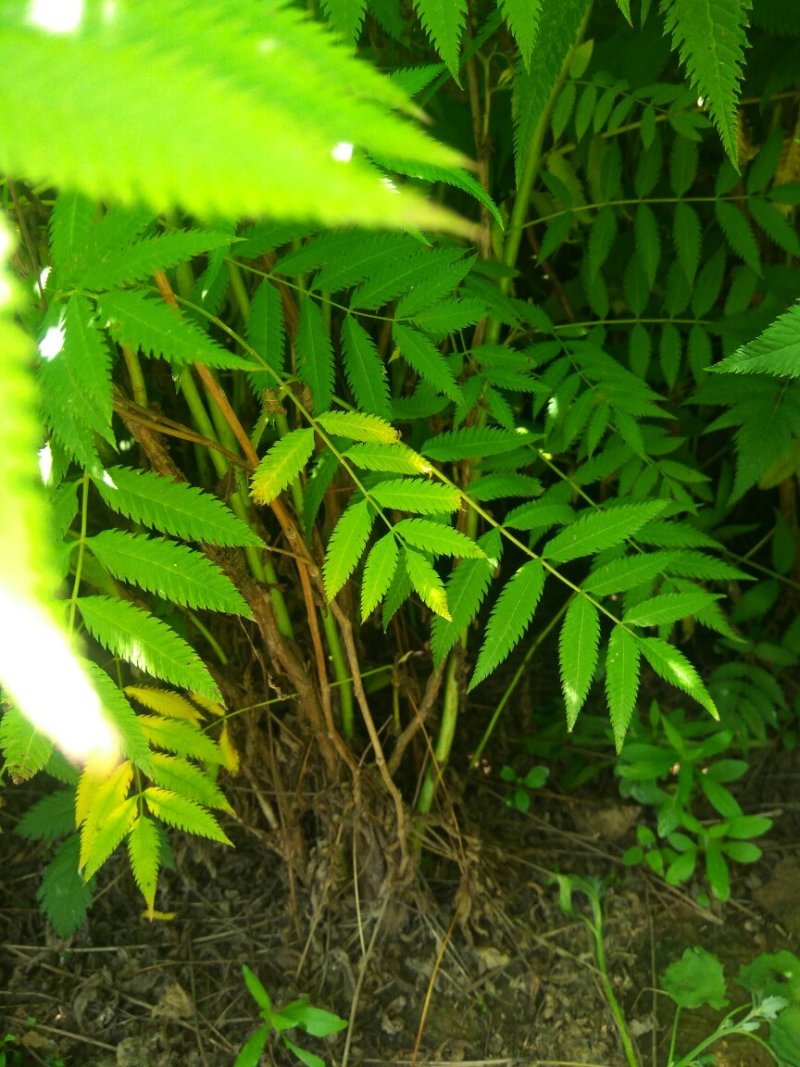 珍珠梅无病虫害，易成活
