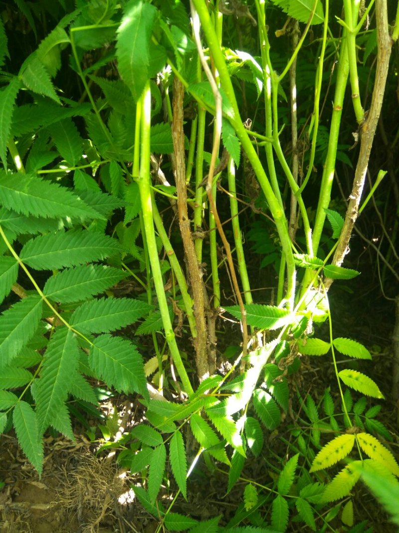 珍珠梅无病虫害，易成活