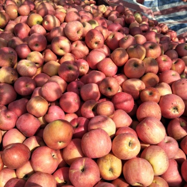 红富士苹果🍎，