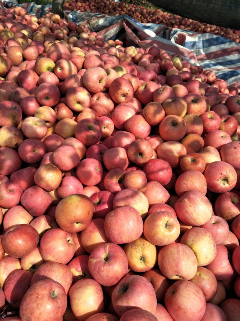 红富士苹果🍎，