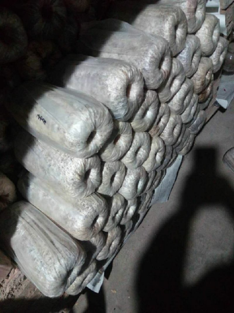 香菇菌种精选品种产量高