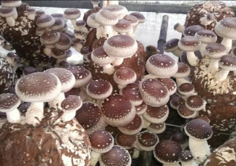 香菇菌种精选品种产量高