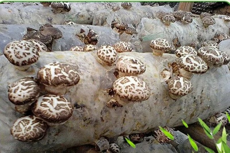 香菇菌种精选品种产量高