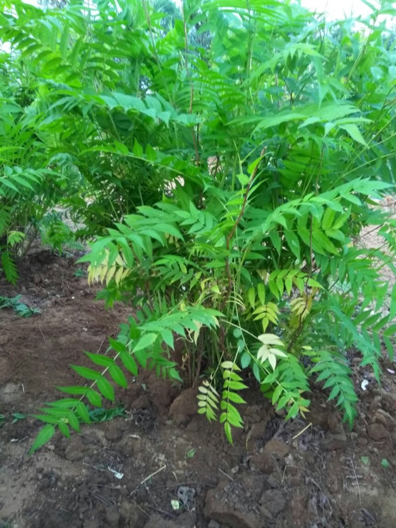 大波珍珠梅，苗木花卉代收代购，诚信交易，骗子勿扰