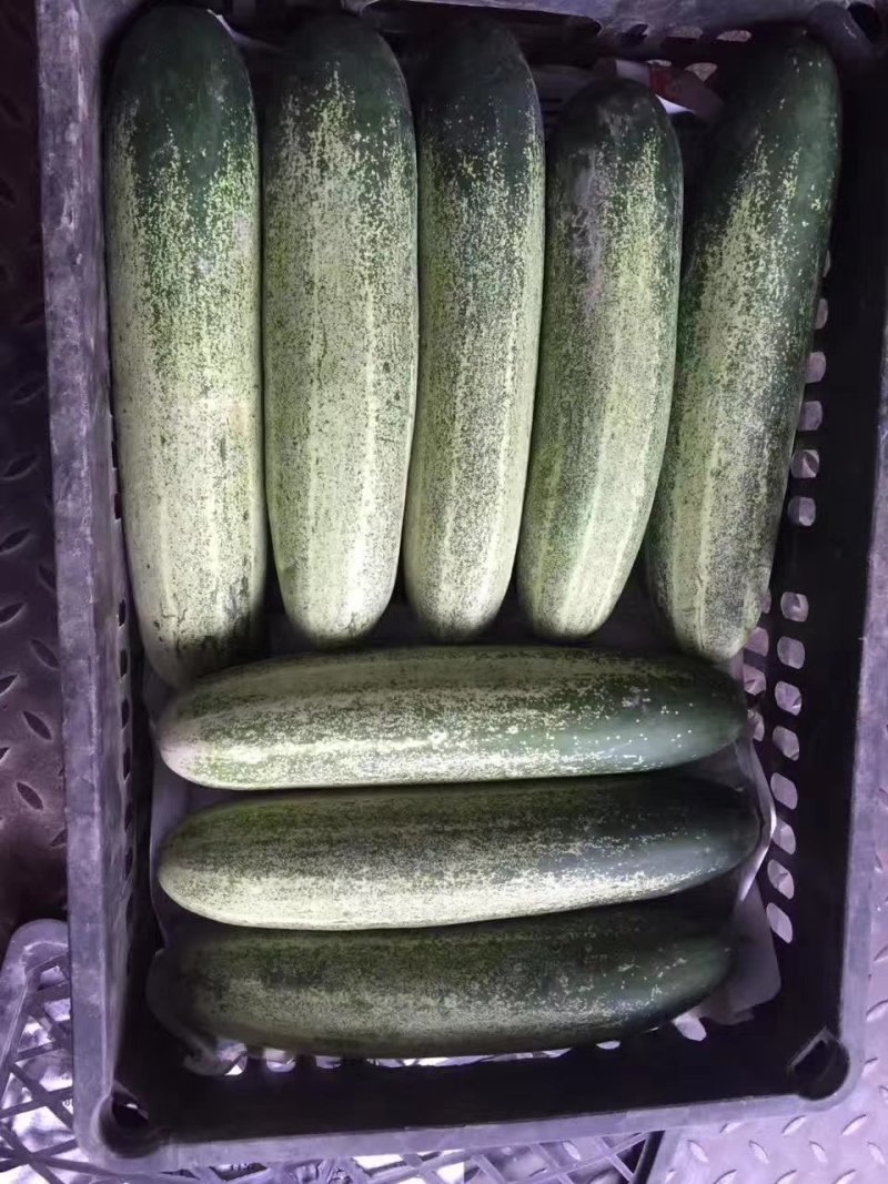 吊瓜