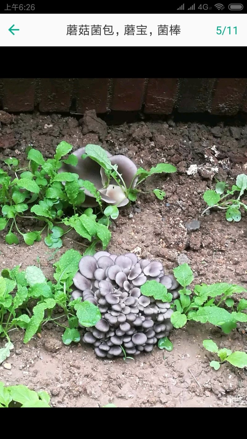 菌包香菇平菇猴头菇灵芝菌棒菌袋栽培袋批发