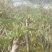 出售0.5-3公分红油香椿苗