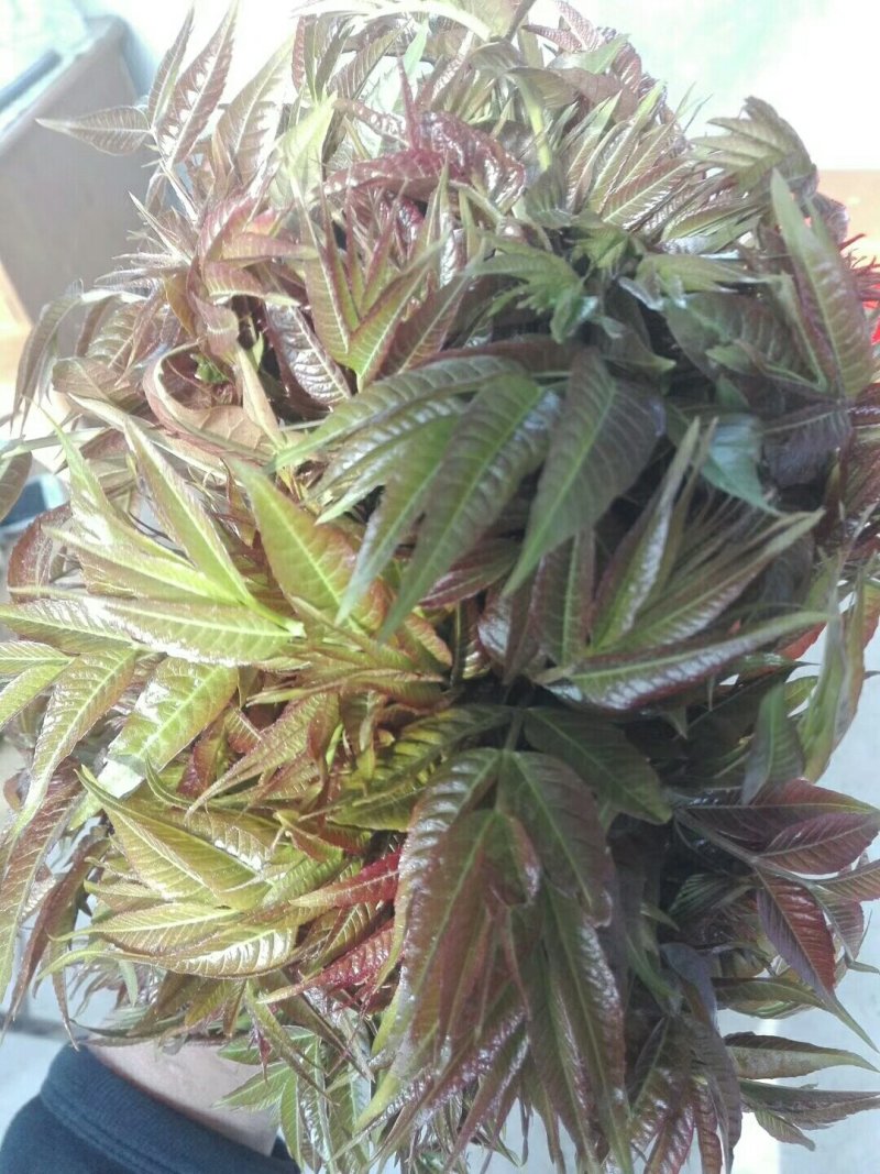 出售0.5-3公分红油香椿苗