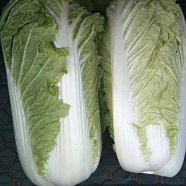 北京三号白菜