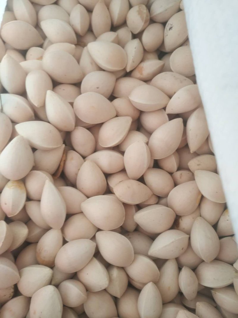 一级，特级银杏果